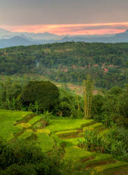 Ricefields