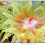 tubastrea faulkneri coral