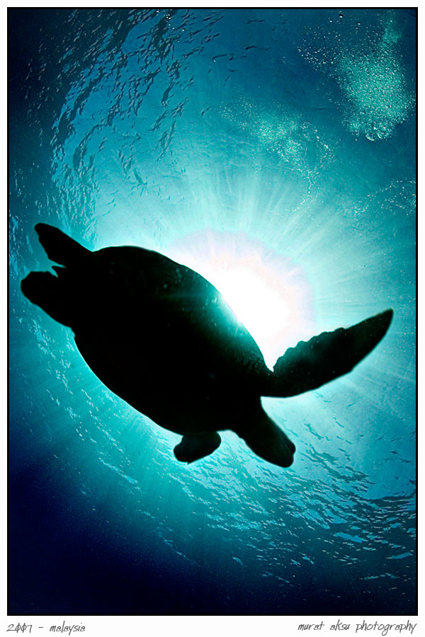 silhouette of caretta