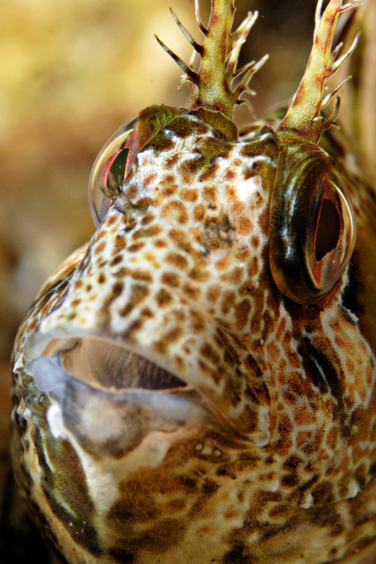 Blenny from Kas