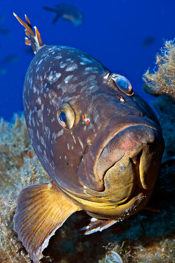 Grouper from Kas