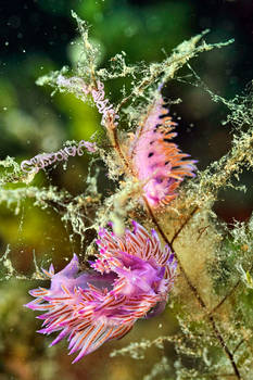 Breeding sea slugs