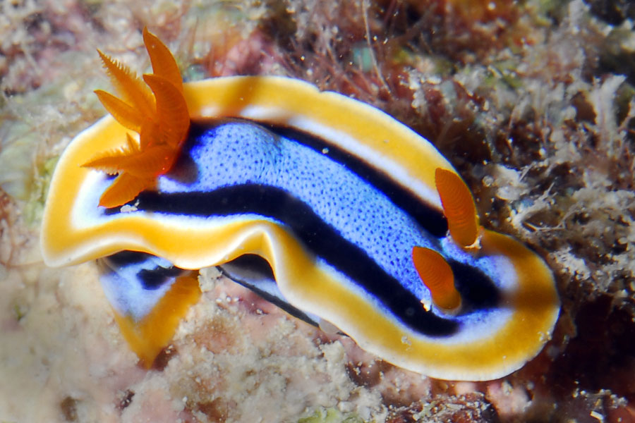 sea slug 5