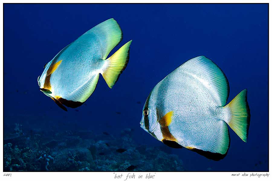 bat fish in blue