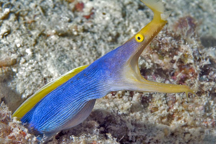 Ribbon eel