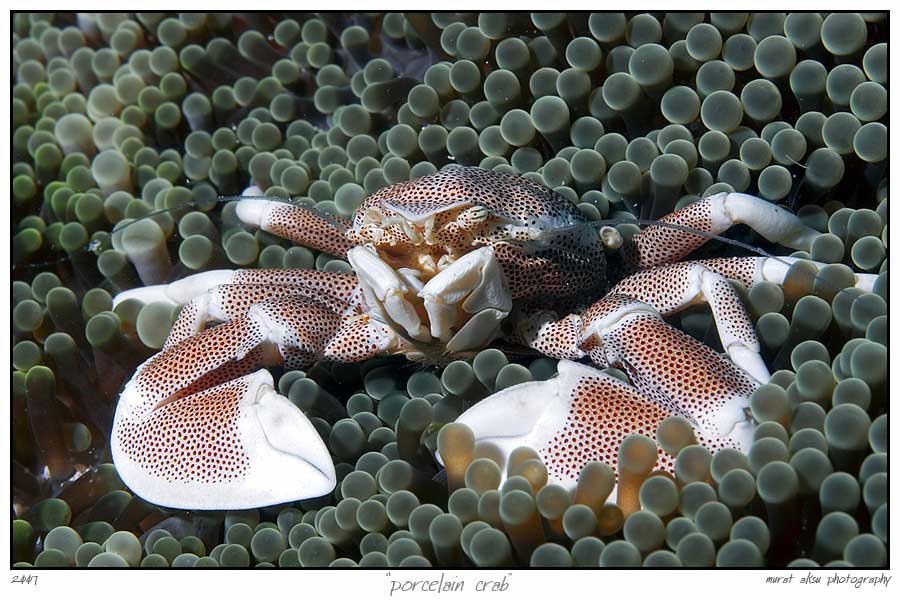 porcelain crab