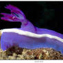 sea slug 6