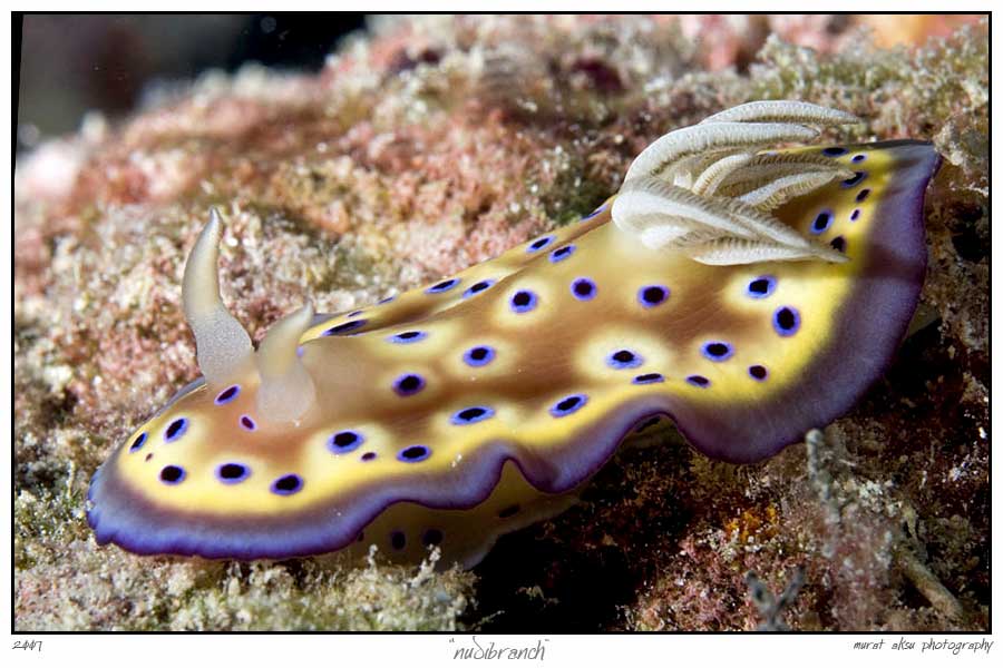 sea slug 7