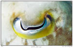 eye of the cuttle fish