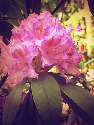 Rododendron 4