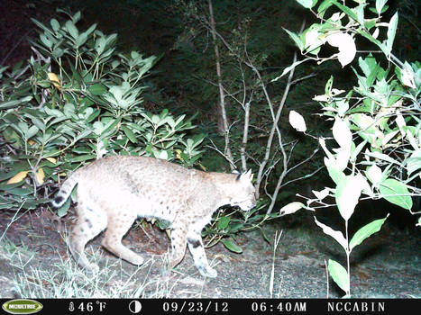 Mountain Home Neighbor. Bobcat.