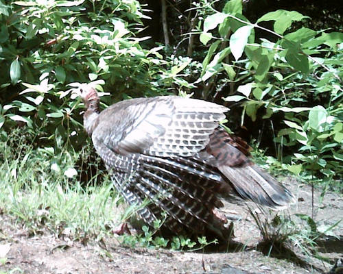 Mountain Home Neighbor. Turkey