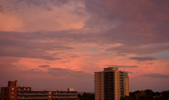 Purples and Pinks