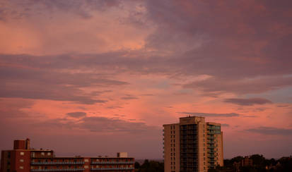 Purples and Pinks