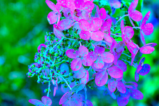 Radioactive Hydrangea