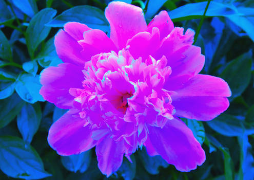 saturated peony