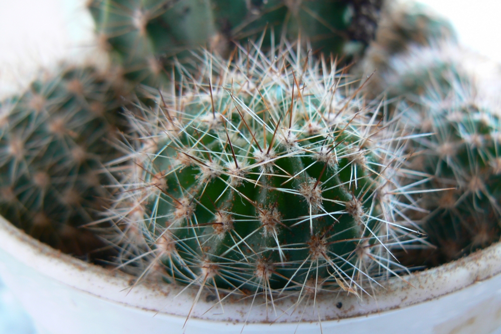 Another cactus