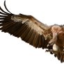 [STOCK] Vulture