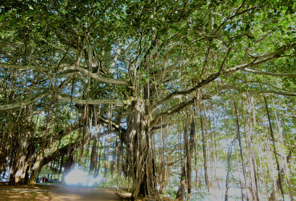 Banyan Tree by LazibonesPumkin on DeviantArt