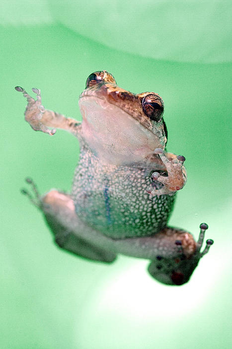 Eleutherodactylus johnstonei by SonnarGauss on DeviantArt