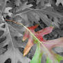 Red Oak Leaf