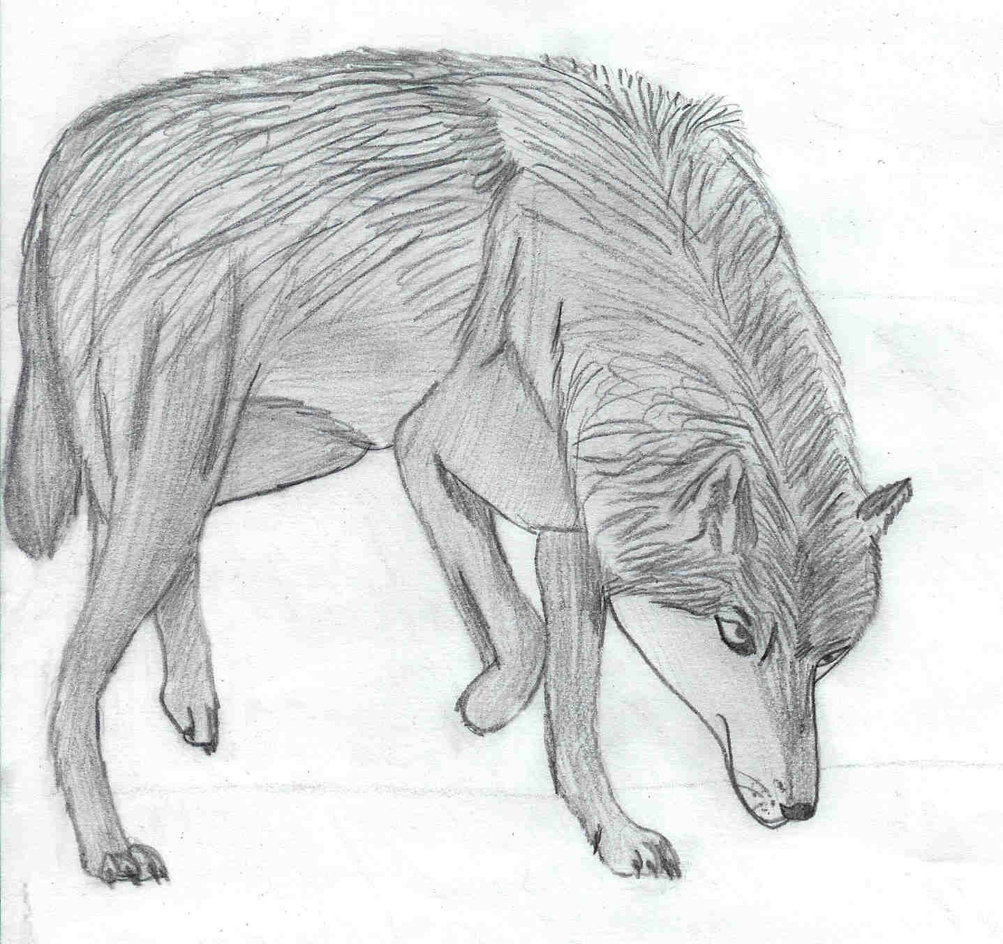 Gray Wolf