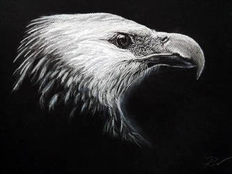 Eagle by GradiamArts