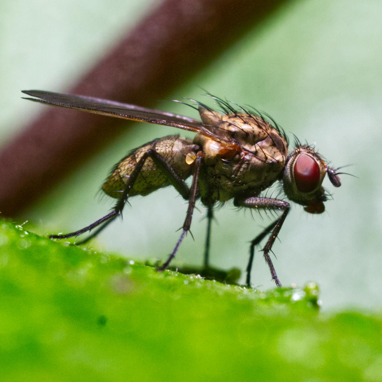 Lesser House Fly by SMthegamer on DeviantArt