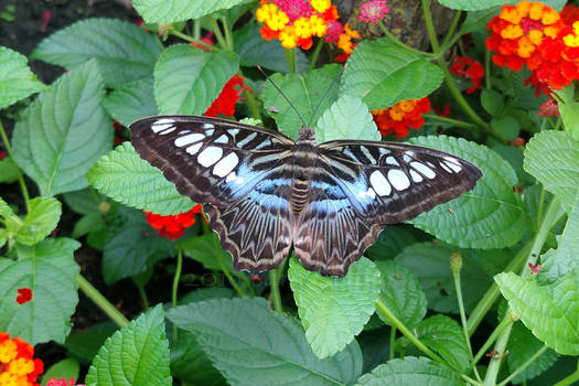 Blue Clipper