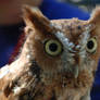 Eastern Screech Owl