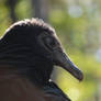 Black Vulture 2