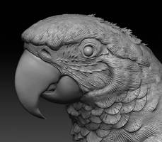 Papagayo Macaw TEP WIP