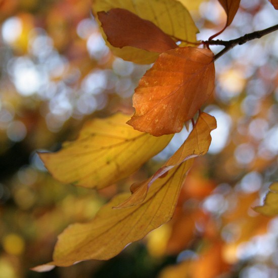 autumn wind