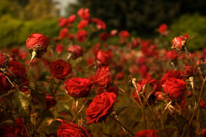 Rose Garden