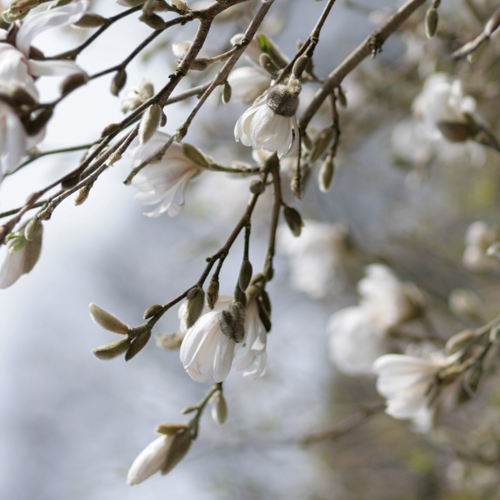 Miss Magnolia Stellata