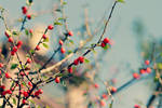 blue-green ... red... by AlicjaRodzik