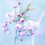 semantics by AlicjaRodzik