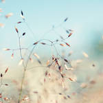 wonderland by AlicjaRodzik