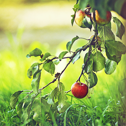 apple from the forbidden tree