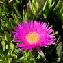 A Drop of Colour