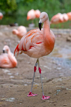 Flamingo