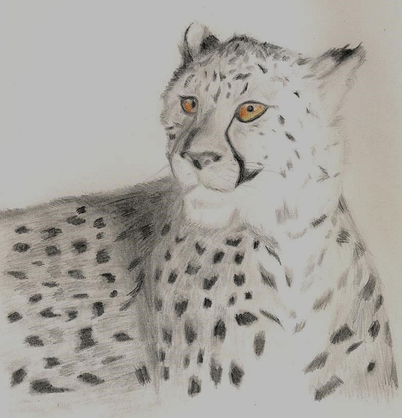 Cheetah Realism