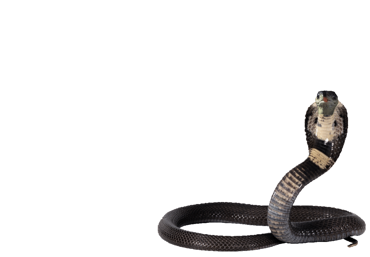 snake gif by unwantedbusiness on DeviantArt