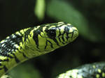 The Snake by FadeToBlackPhoto