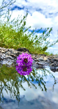 Flower reflection