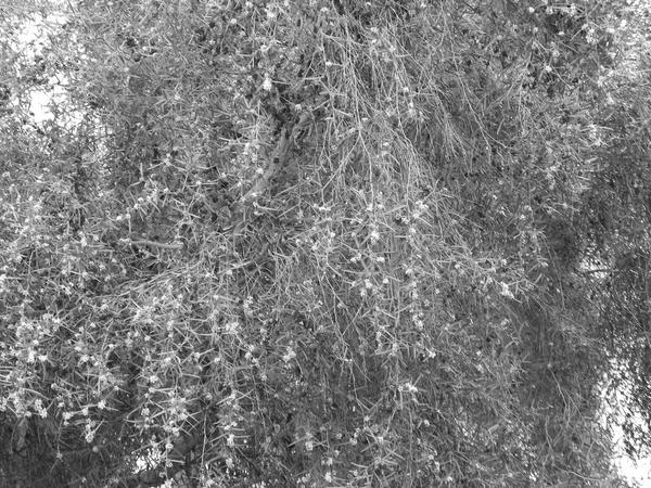 BW tree by Sammi66 on DeviantArt