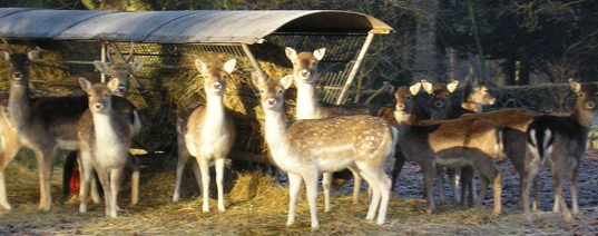 A few deers