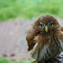 Ferruginous Pygmy owl