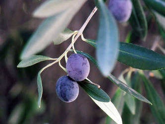 Olivo y Aceitunas