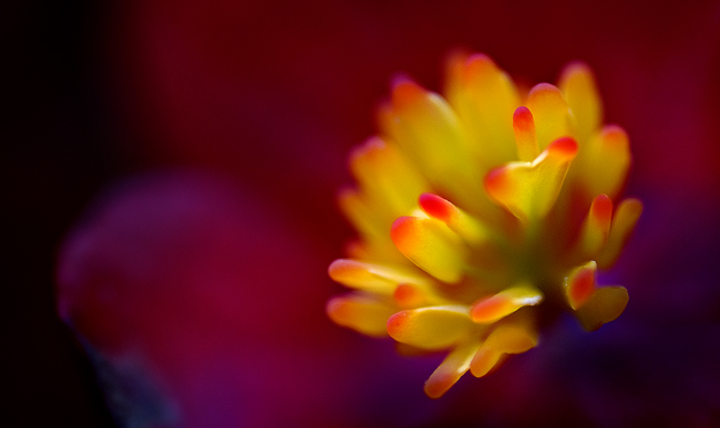 Macro Flower